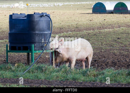 Outdoor reared free range Gloucester old spot pigs on a farm Stock Photo