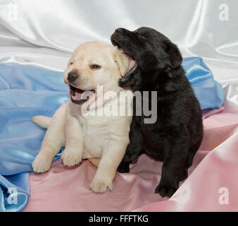 Two Labrador retriever puppies playing. Stock Photo