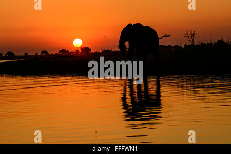 Sunset over the Chobe river with a Silhouetted African elephant  and  its reflection in the river water Stock Photo