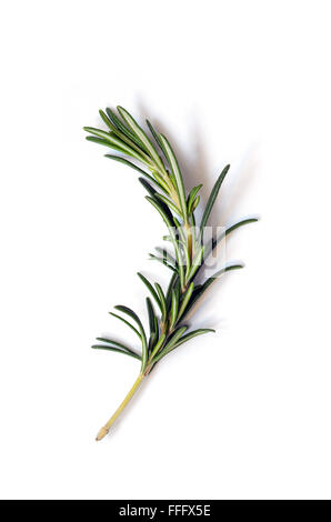 Fresh green sprig of rosemary on a white background Stock Photo