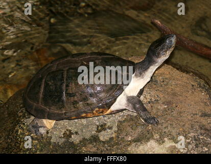 West African mud turtle (Pelusios castaneus), a.k.a. West African side necked turtle or  Swamp terrapin Stock Photo