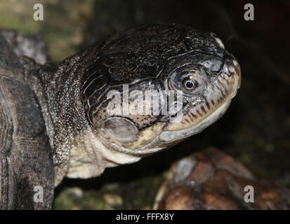 Close-up of the head of a West African mud turtle (Pelusios castaneus), a.k.a. West African side necked turtle or Swamp terrapin Stock Photo