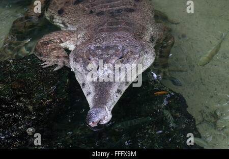 Swimming West African Slender snouted crocodile (Mecistops cataphractus, Crocodylus cataphractus) close-up of the head Stock Photo