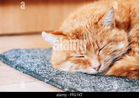 Peaceful Red Cat Curled Up Sleeping in His Bed On Floor Stock Photo - Alamy
