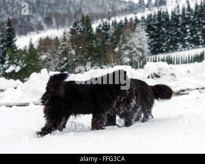 Two black water-dogs playing in snow, season specific Stock Photo