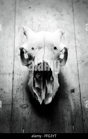 Animals skull against a wooden background Stock Photo