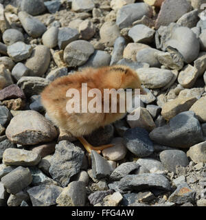 Red daily chicken. The maintenance of poultry in personal subsidiary farm. Stock Photo