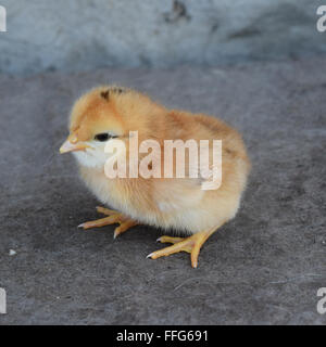 Red daily chicken. The maintenance of poultry in personal subsidiary farm. Stock Photo