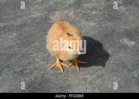 Red daily chicken. The maintenance of poultry in personal subsidiary farm. Stock Photo