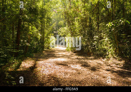 footpath between trees in green dark forest Stock Photo