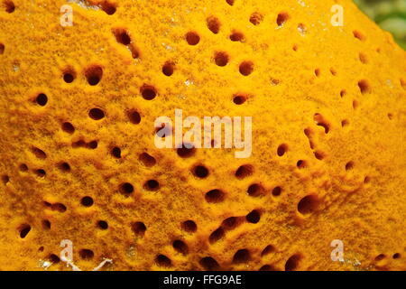 Underwater marine life, close-up of orange sea sponge, Lissodendoryx colombiensis, Caribbean sea Stock Photo