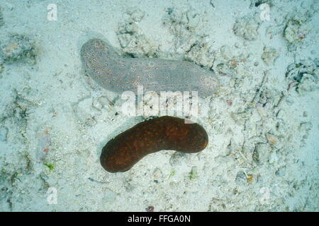 Underwater marine life, two leopard sea cucumber, Bohadschia argus, with different colors, Pacific ocean, French polynesia Stock Photo