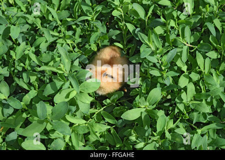 Red daily chicken. The maintenance of poultry in personal subsidiary farm. Stock Photo