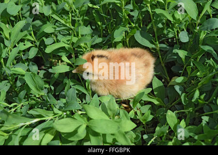 Red daily chicken. The maintenance of poultry in personal subsidiary farm. Stock Photo