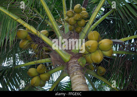 Ripe coconuts on a palm tree, kkaduwa, Sri Lanka, South Asia Stock Photo