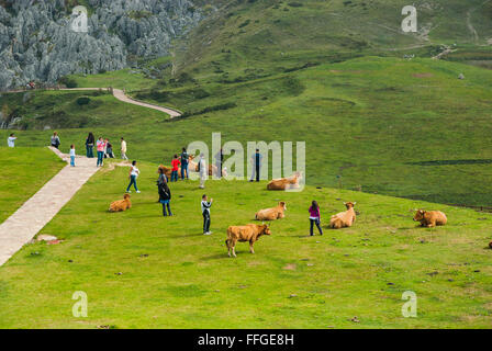 Cows grazing in the meadows near the lake Enol.lakes of Covadonga. Asturias, Spain Stock Photo