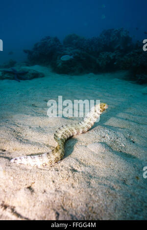 Snowflake moray eel Echidna nebulosa on sand scavages for food Stock Photo