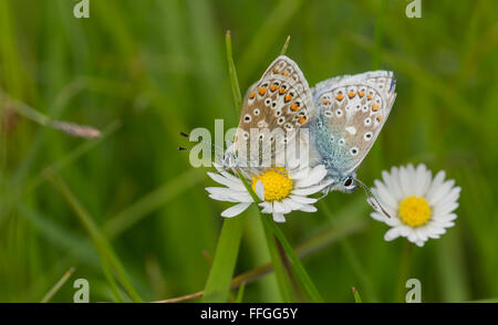 Common Blue Butterflies mating Stock Photo