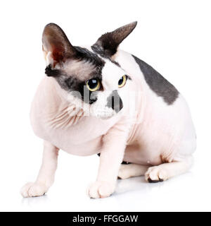 Sphynx Cats isolated on white background Stock Photo