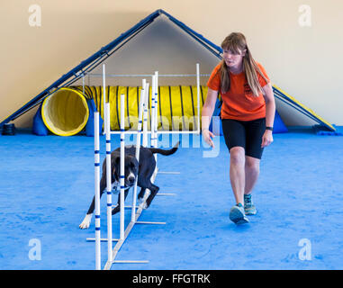 Professional female dog handler training dog to run through slalom obstacle course Stock Photo