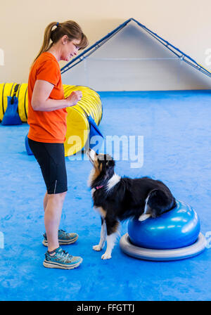 Professional female dog handler training Australian Shepherd to balance on rubber tube Stock Photo