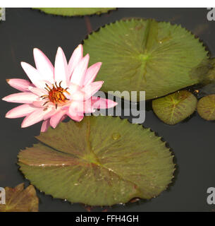 Nymphaea pubescens, hairy water-lily, pink water-lily, aquatic rhizomatous plant with rounded finely toothed leaves, pink flower Stock Photo