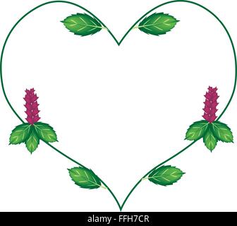 Love Concept, Illustration of Thai Basil Leaves and Blossoms Forming in Heart Shape Isolated on White Background. Stock Vector