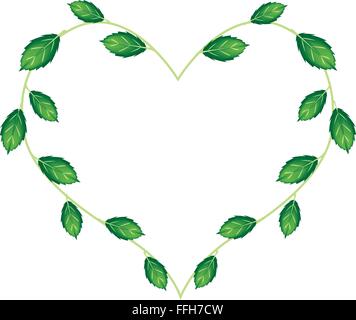 Love Concept, Illustration of Sweet Basil Leaves and Blossoms Forming in Heart Shape Isolated on White Background. Stock Vector