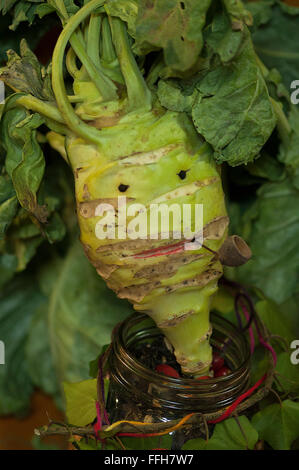 French turnip with a funny face. Vegetable face Stock Photo