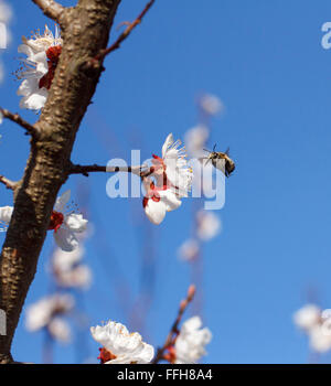 Closeup of honey bee in cherry blossoms Stock Photo