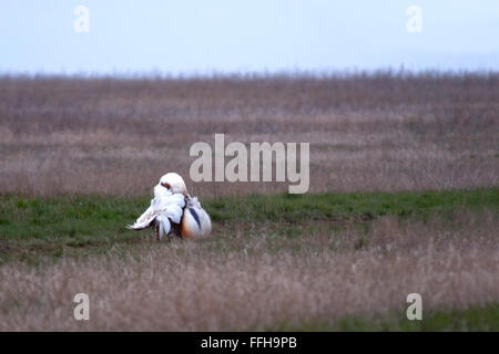 Courtship display of male Great Bustard (Otis tarda) early morning in steppe. Saratov region, Russia Stock Photo