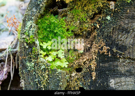 Varied moss and mushroom on an old tree stump close-up. Stock Photo