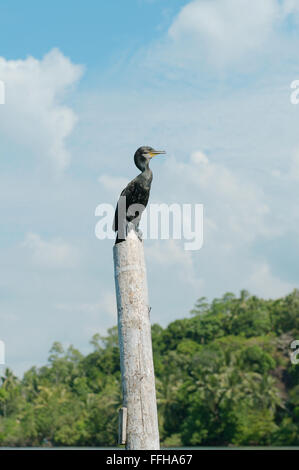 Cormorant or Indian Shag (Phalacrocorax fuscicollis) Stock Photo