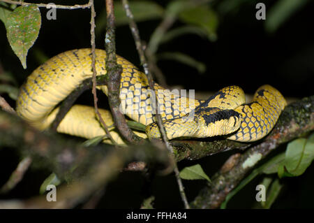 Sri Lankan pit viper, Ceylon pit viper, Sri Lankan green pitviper or pala polonga (Trimeresurus trigonocephalus) Stock Photo