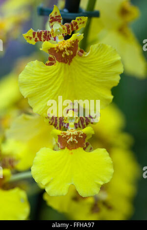 Oncidium 'Gower Ramsey'Dancing Ladies Orchid Stock Photo