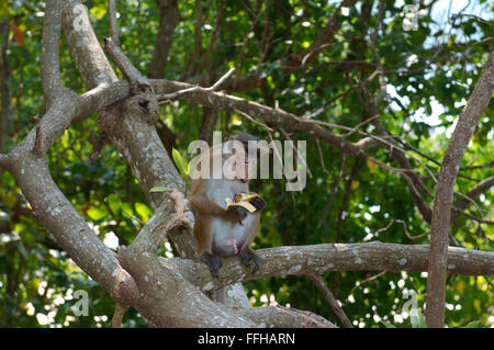 toque macaque (Macaca sinica) sitting on a branch and eating banana, Hikkaduwa, Sri Lanka, South Asia Stock Photo