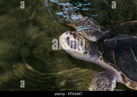 Pacific ridley sea turtle, olive ridley sea turtle or Olive Ridely (Lepidochelys olivacea) Stock Photo