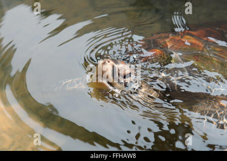 Pacific ridley sea turtle, olive ridley sea turtle or Olive Ridely (Lepidochelys olivacea) Stock Photo