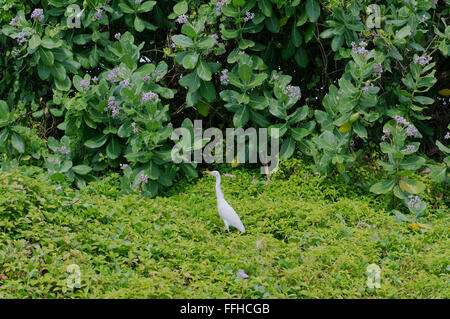 March 1, 2016 - little egret (Egretta garzetta) sitting on a ...