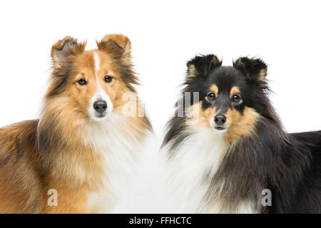 Two sheltie dogs Stock Photo
