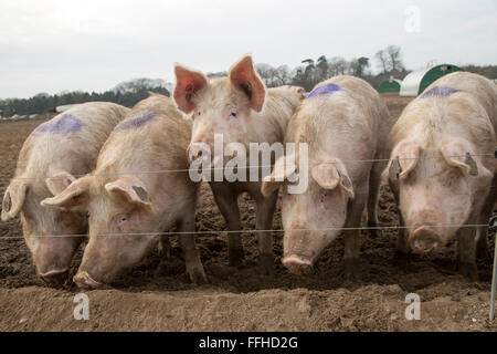 Free range pig farming pork production Shottisham, Suffolk, England, UK Stock Photo