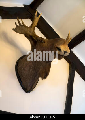 Taxidermy Moose head. Stock Photo