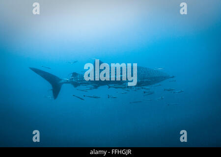 Whaleshark Blue Water - Rhincodon typus Stock Photo