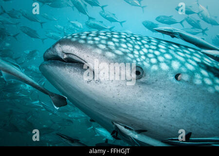 Whaleshark Blue Water - Rhincodon typus Stock Photo