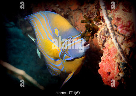 Blue ringed Angelfish - Pomacanthus annularis facing Stock Photo