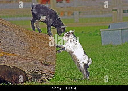 Pygmy Goats, Stock Photo