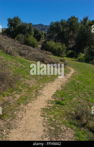 Dirt walking trail leads through forest of California state nature preserve. Stock Photo
