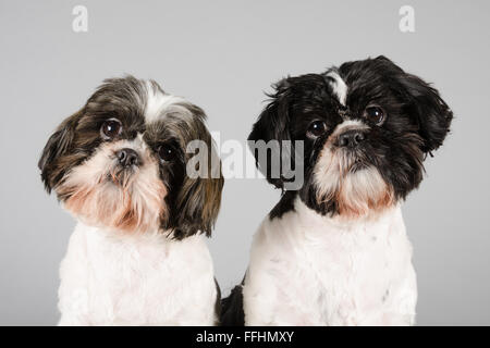 A Small Shih Tzu Dog surrounded by his cuddly toys Stock Photo - Alamy