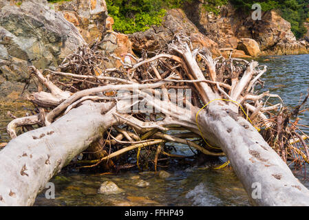 Intertwined roots of 2 fallen trees on the shore at Whytecliff Park, West Vancouver, BC, Canada. Stock Photo