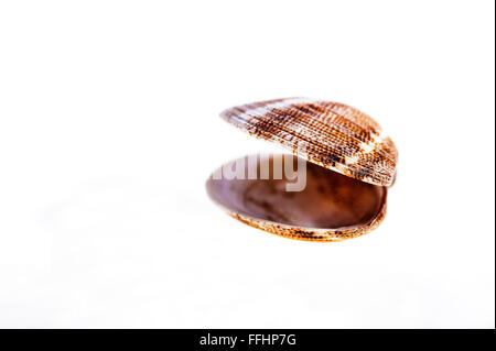 Open empty shellfish shell. Stock Photo